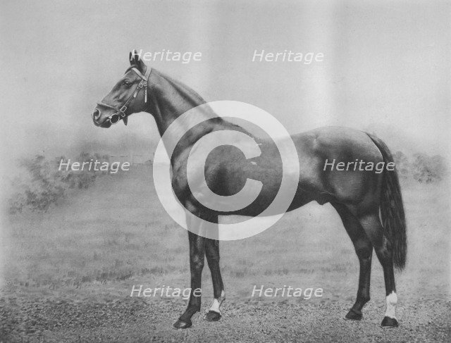 'Cyllene', 1911. Artist: Unknown.