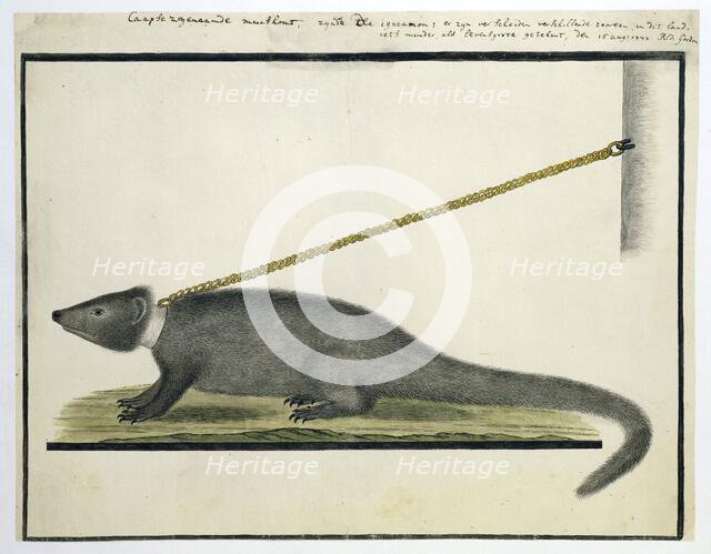 Galerella pulverulenta or Herpestes pulverulentus (Cape gray mongoose), 1777. Creator: Robert Jacob Gordon.