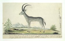 Hippotragus leucophaeus (Bluebuck), 1777-1786. Creator: Robert Jacob Gordon.