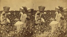 Picking cotton. [Women picking cotton], (1868-1900?). Creator: O. Pierre Havens.