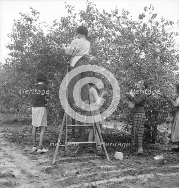 Cherry pickers near Millville, New Jersey, 1936. Creator: Dorothea Lange.