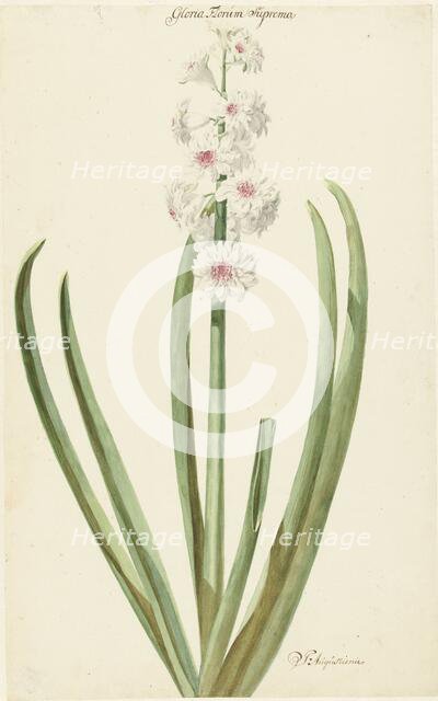 The pinkish white hyacinth Gloria Florum Suprema, 1735-1773. Creator: Jan Augustini.