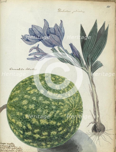 Cape watermelon and gladiolus, 1786. Creator: Jan Brandes.