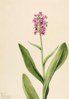 Small Purple Fringe Orchid (Habenaria psychodes), 1932. Creator: Mary Vaux Walcott.