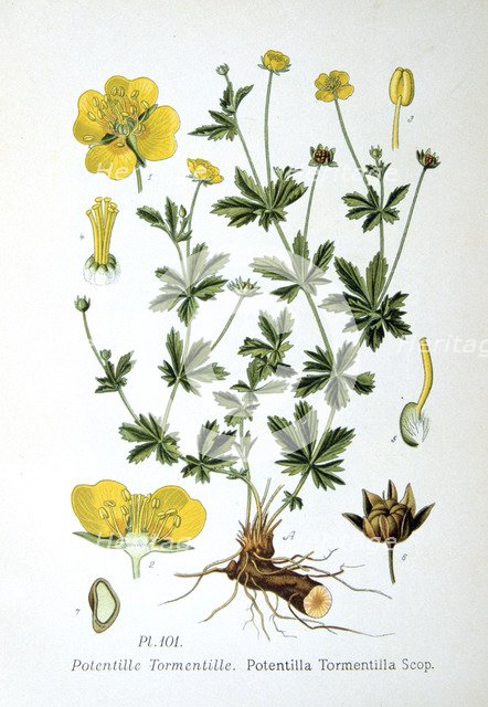 Tormentil, 1893. Artist: Unknown