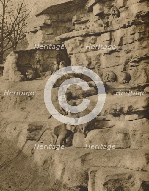 'Baboons in their Natural Surroundings on the Monkey Hill', c1935. Creator: Unknown.