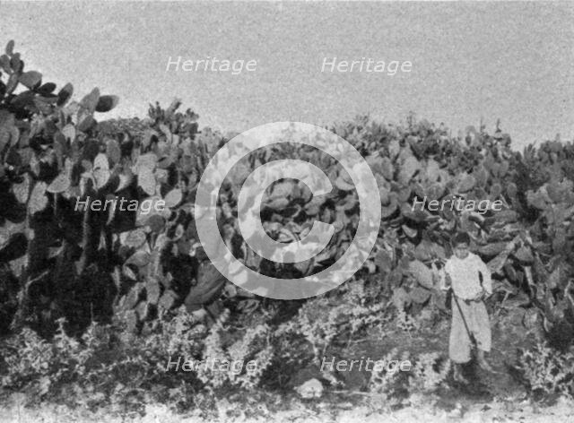 ''Dans la plaine de Kaiouan. Un buisson de cactus; Afrique du nord', 1914. Creator: Charles Chusseau-Flaviens.