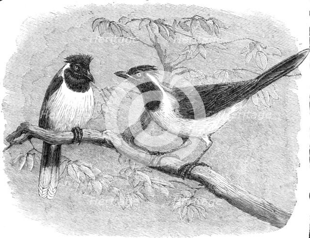 Recent additions to the Zoological Society’s Collection, Regent’s Park, 1864. Creator: Pearson.