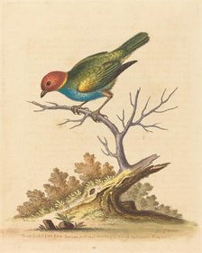 The Red-Headed Finch from Surinam, 1741. Creator: George Edwards.