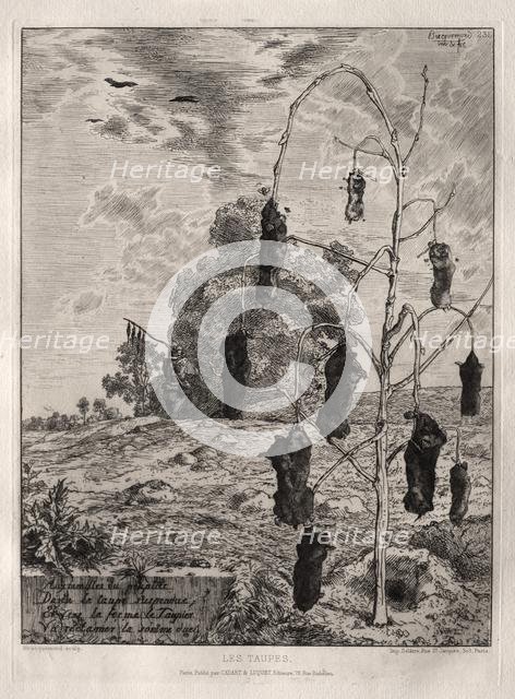 Moles, 1854, printed 1866. Creator: Félix Bracquemond (French, 1833-1914); Cadart & Luquet, 79 , rue Richelieu.