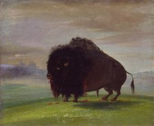Wounded Buffalo, Strewing His Blood over the Prairies, 1832-1833. Creator: George Catlin.