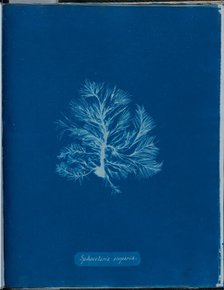 Sphacelaria scoparia, 1843 or 1844. Creator: Anna Atkins.