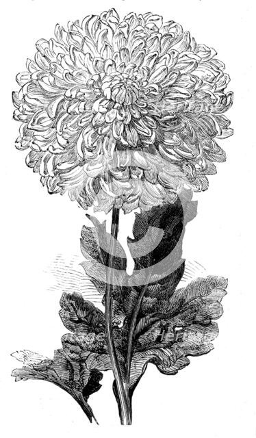 The "Vesta" Chrysanthemum now in bloom in the Temple Gardens, 1858. Creator: Unknown.