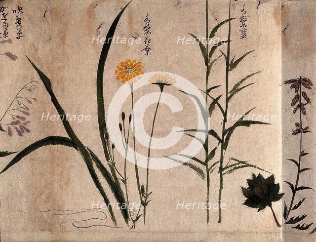 Three flowering plants, one possibly a composite, 1870. Creator: Unknown.