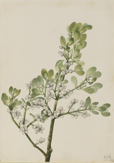American Mistletoe (Phoradendron flavescens), 1923. Creator: Mary Vaux Walcott.