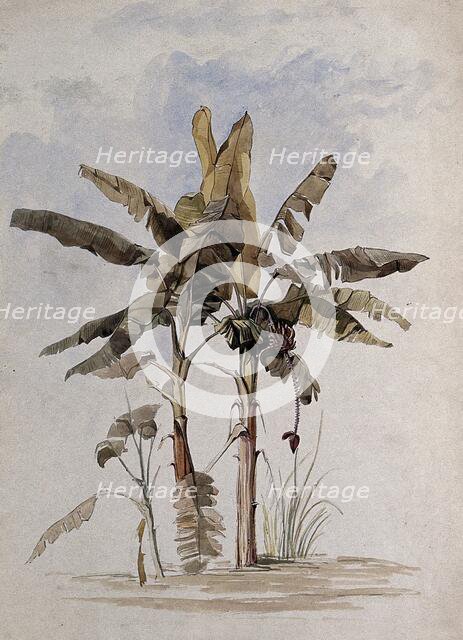 Two banana plants (Musa species), one with fruit, in Guyana, 1846. Creator: Edward Alfred Goodall.