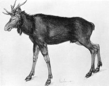 'Young Scandinavian Elk with Immature Antlers', late 15th-early 16th century (1913).Artist: Albrecht Dürer