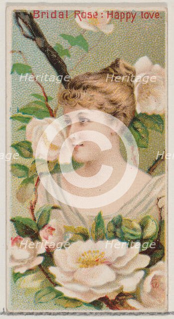 Bridal Rose: Happy Love, from the series Floral Beauties and Language of Flowers (N75) for..., 1892. Creator: Donaldson Brothers.