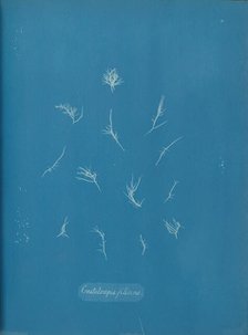 Grateloupia filicina, ca. 1853. Creator: Anna Atkins.