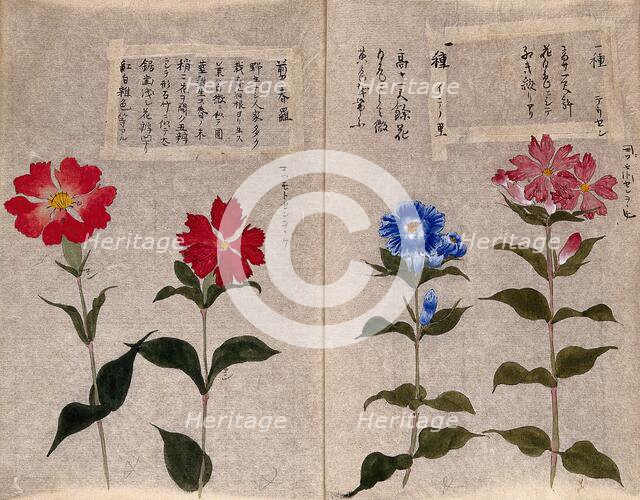 Four plants, possibly pinks (Dianthus species): flowering stems. Creator: Unknown.