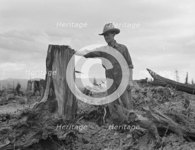 Shows stump on cut-over farm after blasting, Bonner County, Idaho, 1939. Creator: Dorothea Lange.