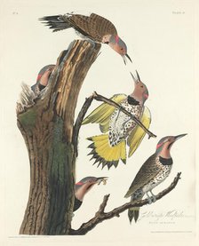 Gold-winged Woodpecker, 1828. Creator: Robert Havell.