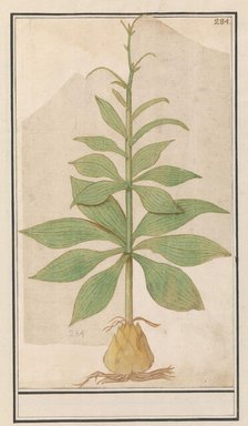 Unknown plant, 1596-1610. Creators: Anselmus de Boodt, Elias Verhulst.