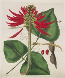 Botanical Magazine, 1787-1833. Creator: Curtis, William (1746-1799).