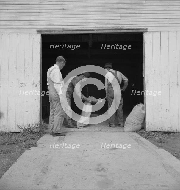 Farmers sacking grasshopper bait, Oklahoma City, Oklahoma, 1937. Creator: Dorothea Lange.
