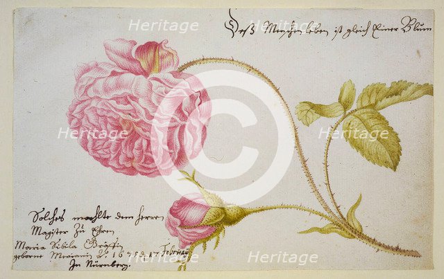 Album sheet with a rose, 1675. Artist: Merian, Maria Sibylla (1647-1717)