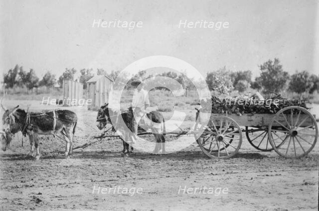Mexicans hauling wood in New Mex. [Mexico], between c1915 and c1920. Creator: Bain News Service.