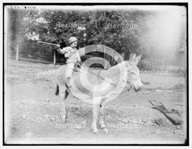 Kind and gentle, c1901. Creator: William H. Jackson.
