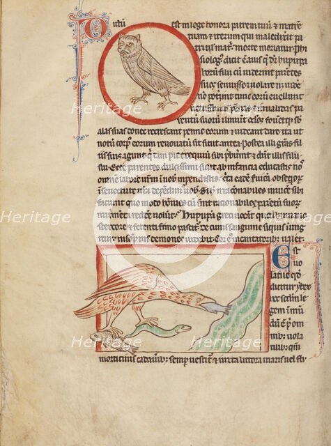 A Hoopoe; An Ibis; Northumberland Bestiary, about 1250-1260. Creator: Unknown.