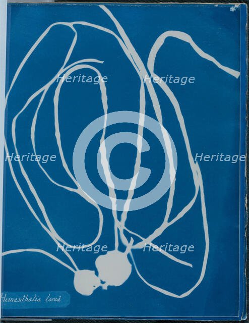 Himanthalia lorea, 1843 or 1844. Creator: Anna Atkins.