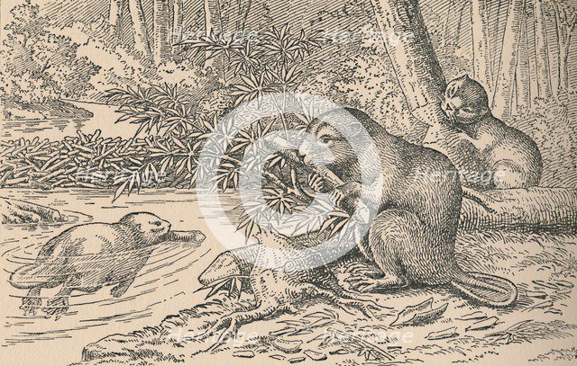 'Beavers', 1916. Artist: Unknown.