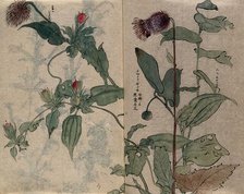 A thistle flower and fruiting plant. Creator: Unknown.