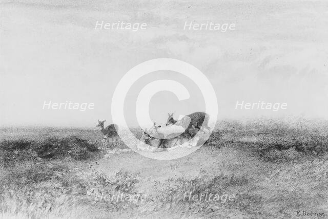 Deer in a Landscape, . Creator: Karl Bodmer.