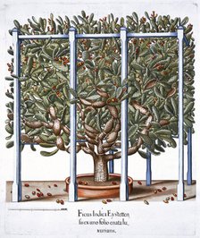 'Ficus indica eytettensis', 1613. Artist: Unknown