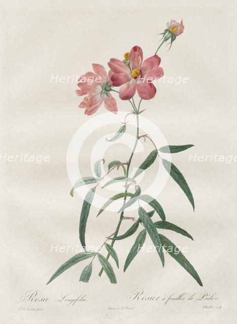 Les Roses: Rosa Longifolia, 1817-1824. Creator: Henry Joseph Redouté (French, 1766-1853).