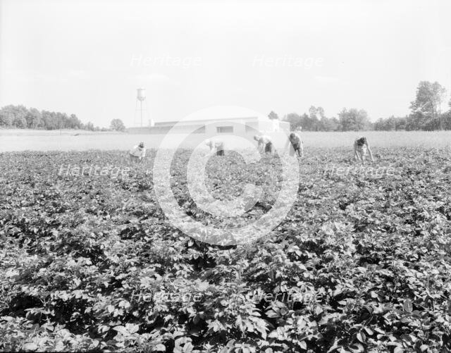 Men working in the potato field, Hightstown, New Jersey, 1936. Creator: Dorothea Lange.