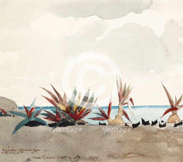 Nassau Beach with Century Plants, 1899. Creator: Winslow Homer.