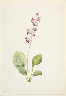 Showy Pyrolla (Pyrola asarifolia), ca. 1903. Creator: Mary Vaux Walcott.