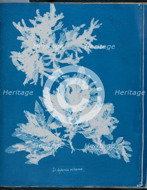 Delesseria sinuosa, 1843 or 1844. Creator: Anna Atkins.