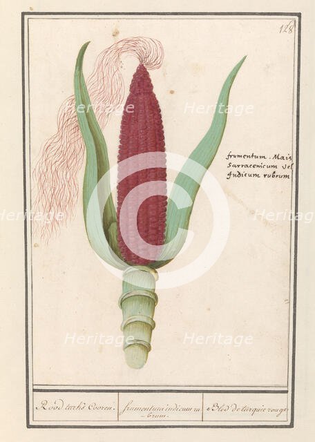Ornamental corn (Zea mays), 1596-1610. Creators: Anselmus de Boodt, Elias Verhulst.