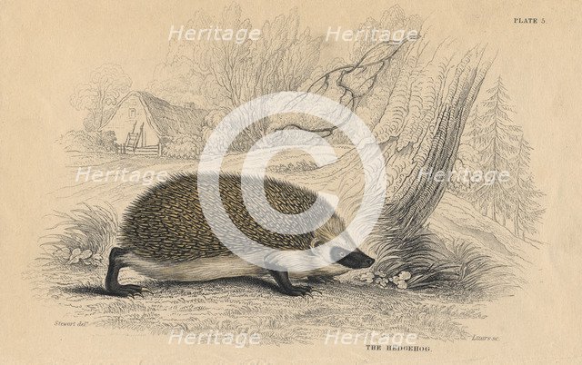 Hedgehog (Erinaceus europeas), 1828. Artist: Unknown