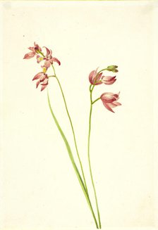 Grass-pink Orchid (Limodorum tuberosum), n.d. Creator: Mary Vaux Walcott.