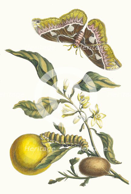 Oranger. From the Book Metamorphosis insectorum Surinamensium, 1705. Creator: Merian, Maria Sibylla (1647-1717).