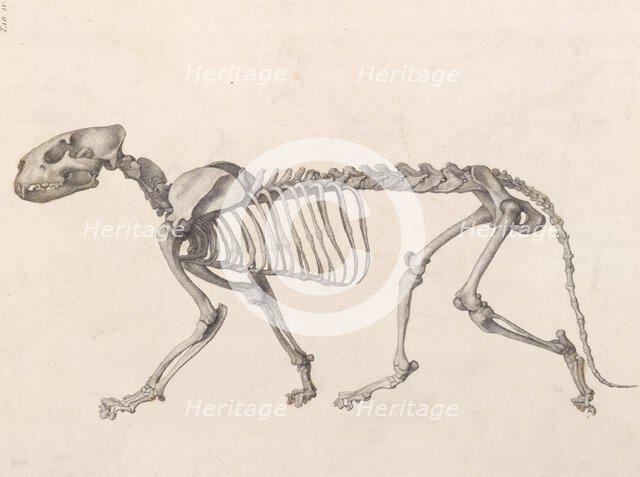Tiger  Skeleton:  lateral view (A comparative anatomical exposition of the human body..., 1804-06. Creator: George Stubbs.