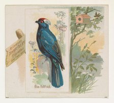 Blue Bullfinch, from the Song Birds of the World series (N42) for Allen & Ginter Cigarette..., 1890. Creator: Allen & Ginter.