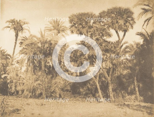 Bois de Dattiers et de Doums, à Hamarneh, 1849-50. Creator: Maxime du Camp.